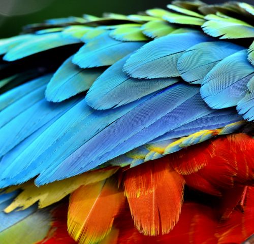 feathers