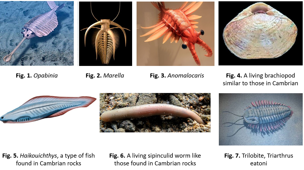 Cambrian_fossils