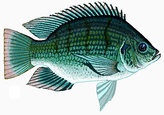 galilaea tilapia