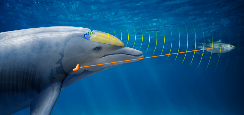 Dolphin's double beam sonar