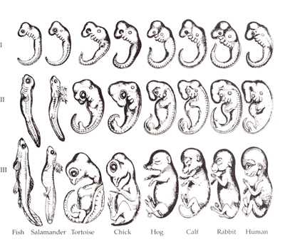 Haeckel-drawings