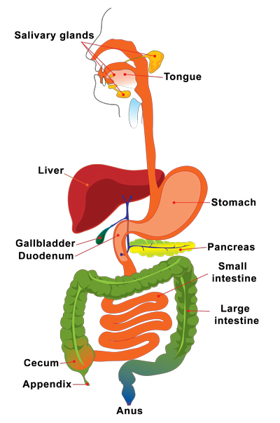 Digestive-system