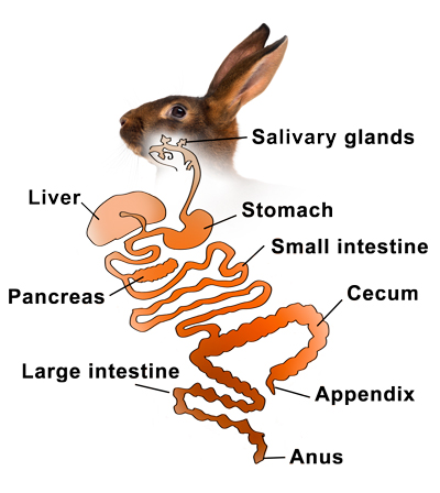 rabbit-digestive-system