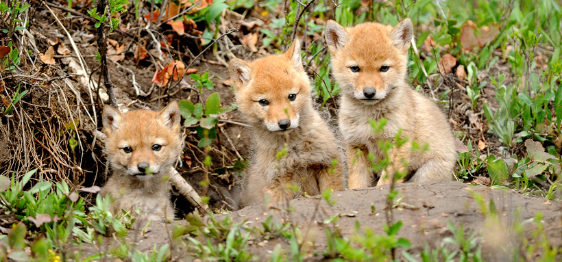 Blessed Little Creatures: Coyotes: Tricksters of the Desert