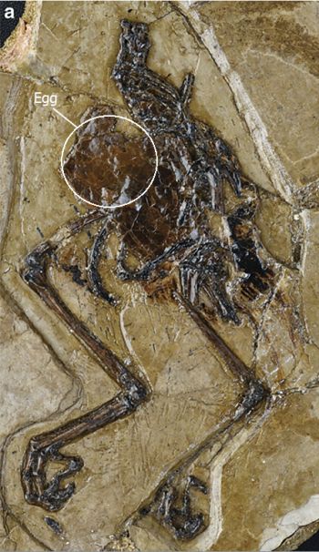 fossil-bird