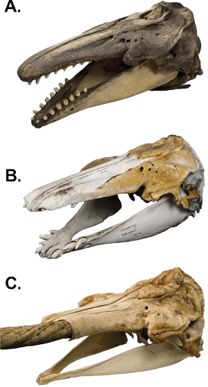 Skull-morphology