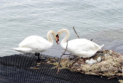 swans-with-nest-and-eggs