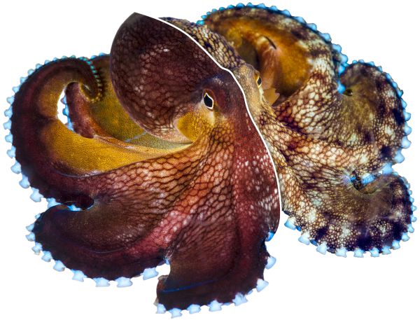 Octopus Secrets The Mind Blowing Biology Behind Nature s Master Of 