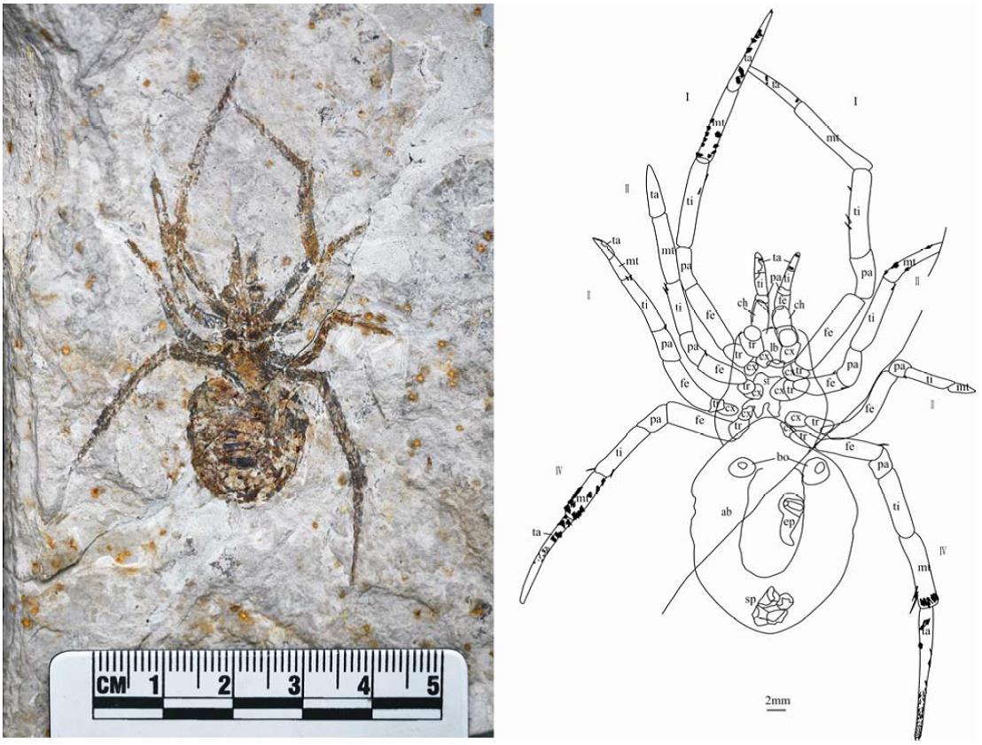 Подделаная окаменелость паука проходит экспертную оценку!