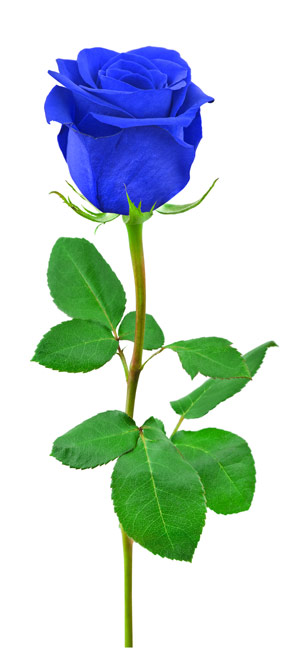 The blue rose