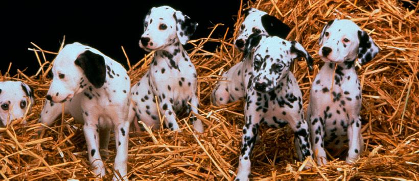 Dalmatians