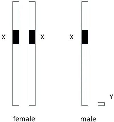 chromosome-pairs