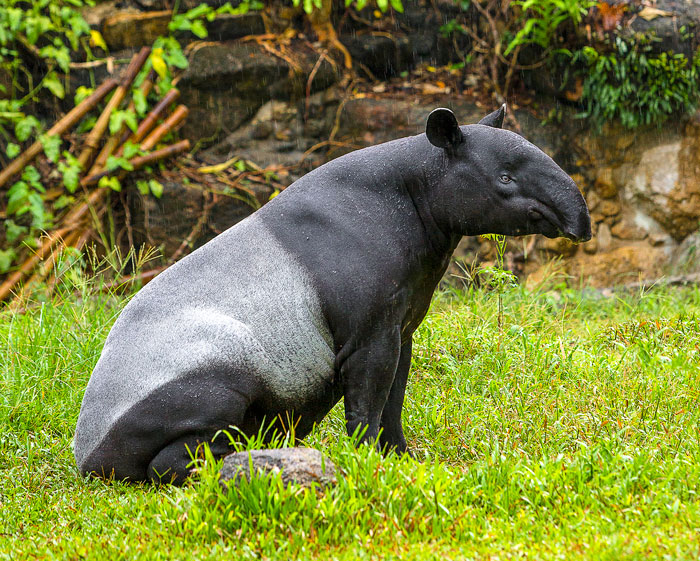 tapir-Malayan