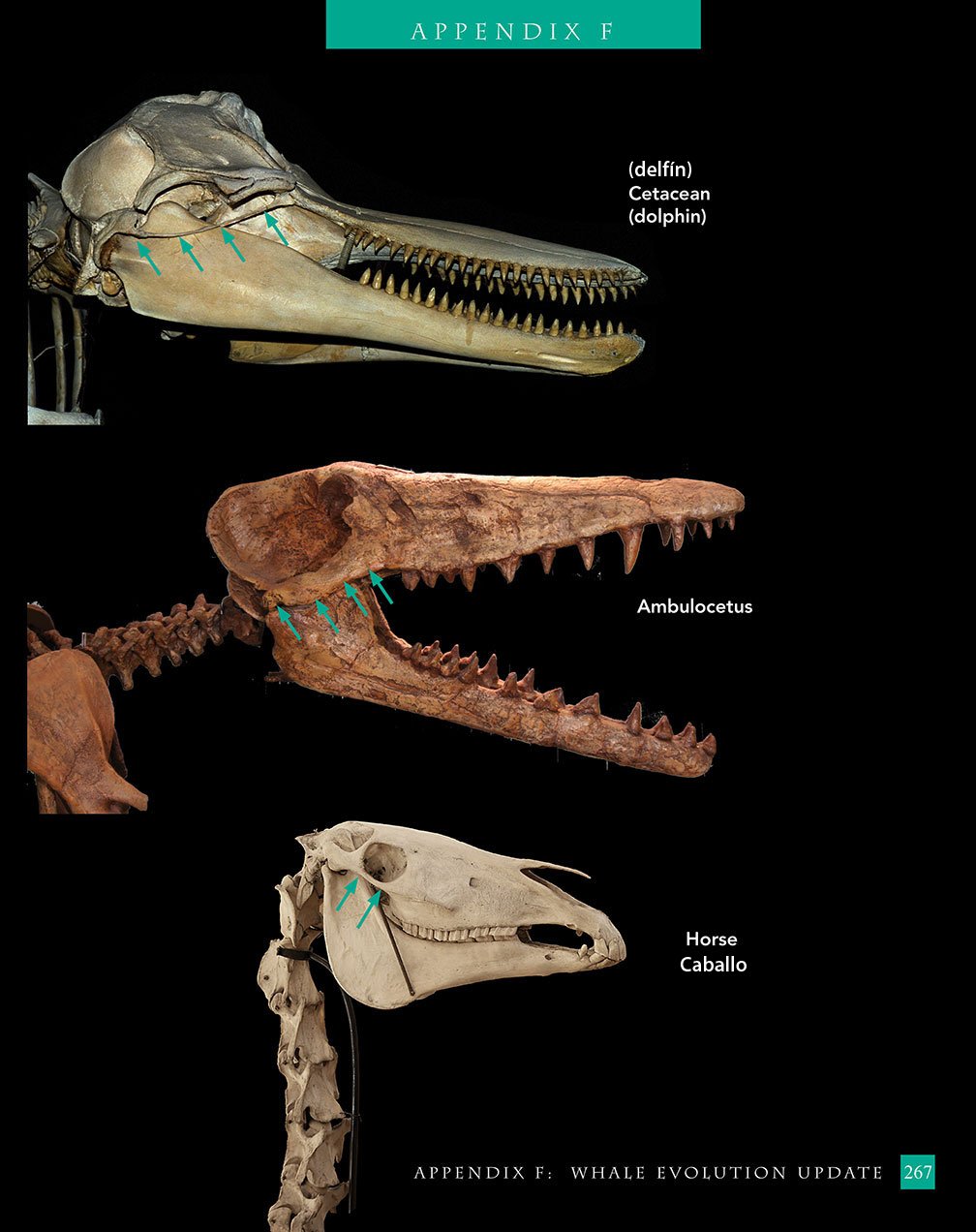 evolución de la ballena