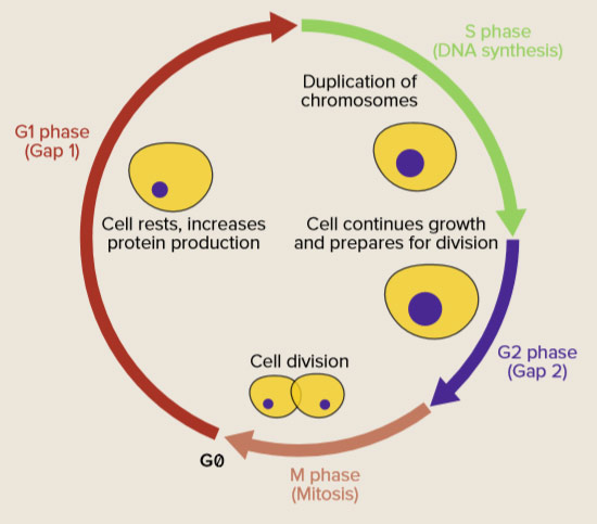 cell division cycle