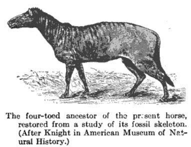 four-toed-ancestor-horse