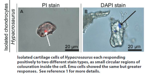 DNA-Detected-diagram