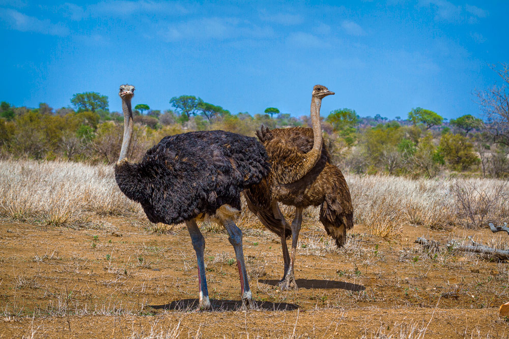 Anthropomorphic Victorian bird titled An Ostrich (A Roving