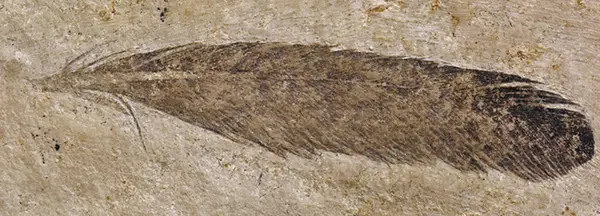 Indian Feather fossil ヘッド B イーグル羽根の化石 Beipaiosaurus 