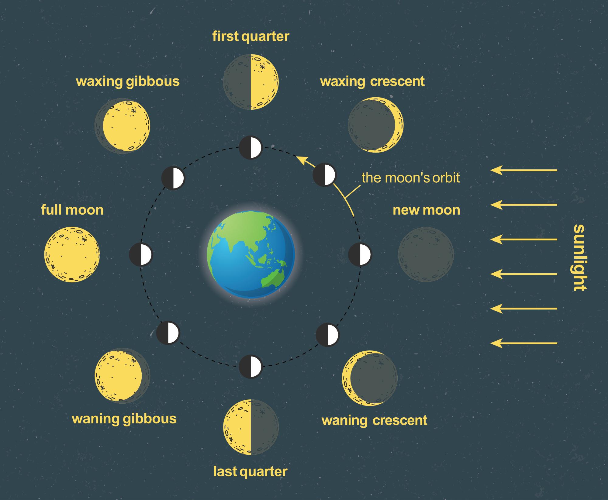 Astronomy Moon Phases Diagram