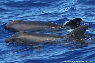 17966-wholphins@400w.jpg