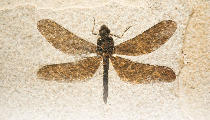 Mating fossilized insects