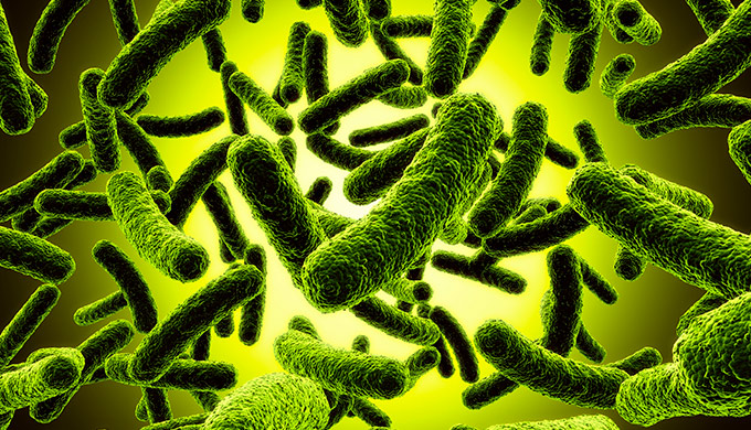 Nyloneating bacteria Interpretation according to Coded Information