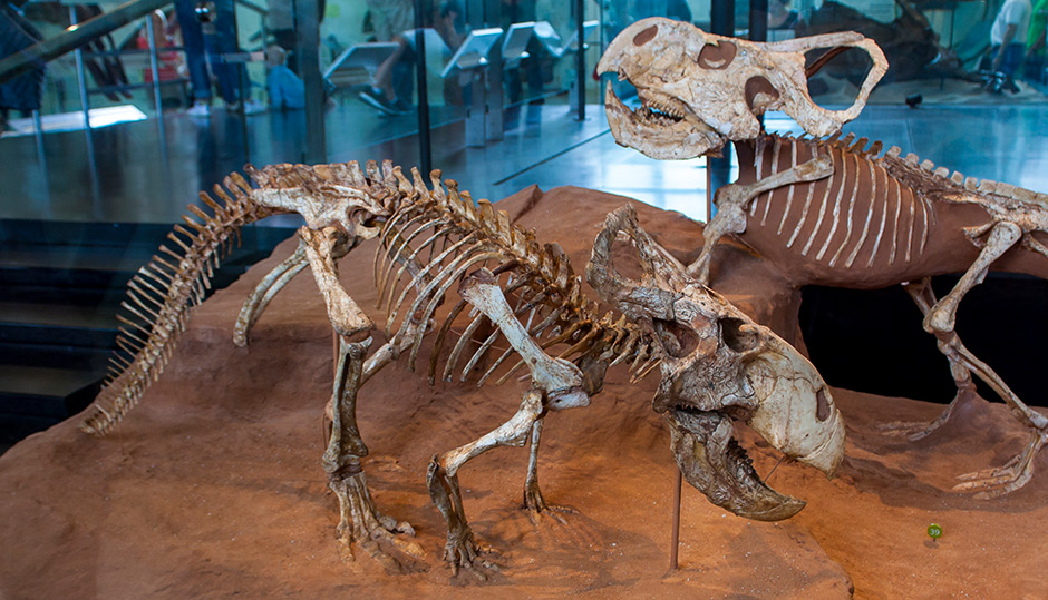 Is the fossil record ‘overwhelming evidence for evolution’?