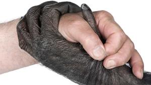 Reassessing human-chimpanzee genetic similarity