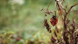 The Fall: a cosmic catastrophe