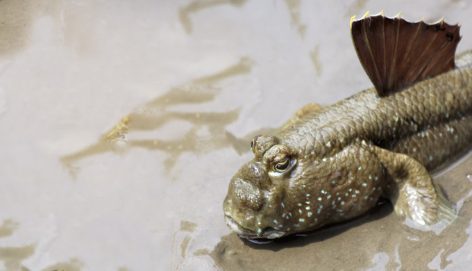 Mudskipper