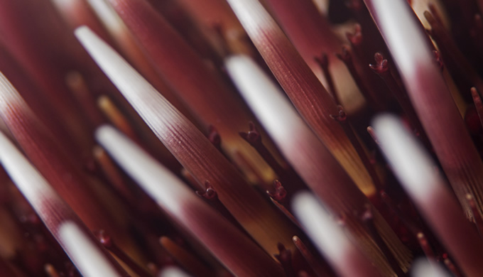 Beyond The Spines The Truth About Sea Urchin Decomposition - mpo213e
